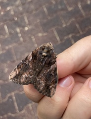 Catocala muliercula