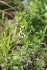 Silene foliosa