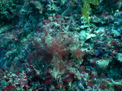 Eurypodius longirostris