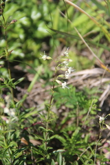 Silene foliosa