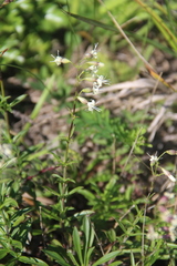Silene foliosa