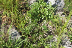 Silene foliosa