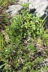 Silene foliosa