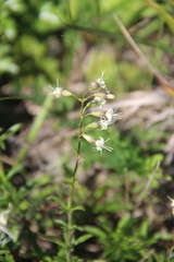 Silene foliosa