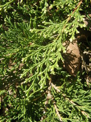 Microbiota decussata