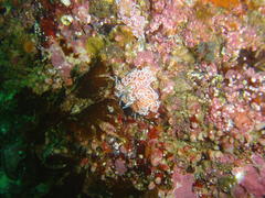 Phyllodesmium horridum