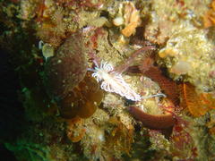 Phyllodesmium horridum