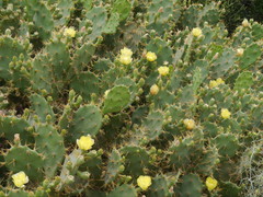 Opuntia stricta