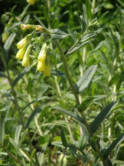 Onosma stellulata