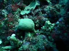 Pyura legumen