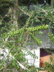 Operculicarya decaryi