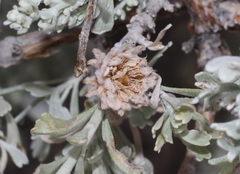 Rhopalomyia florella