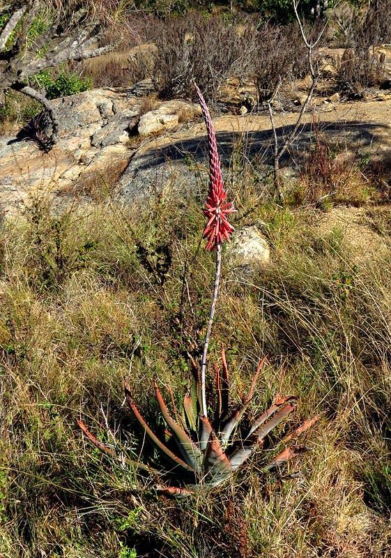 Aloe suprafoliata