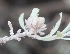 Rhopalomyia florella