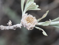 Rhopalomyia florella