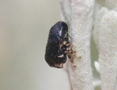 Clastoptera lineatocollis