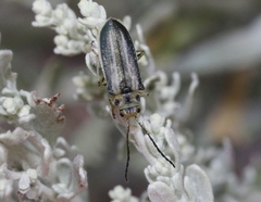 Trirhabda pilosa