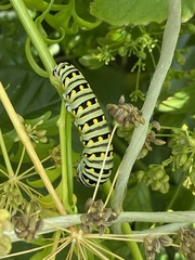 Papilio polyxenes