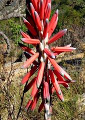 Aloe suprafoliata image