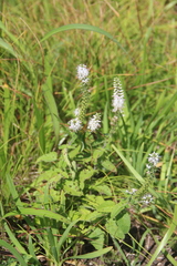 Veronica daurica