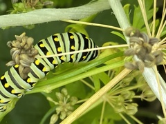 Papilio polyxenes