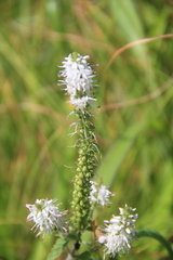 Veronica daurica
