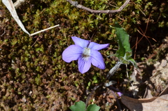 Viola palmata