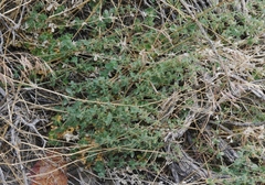 Galium multiflorum