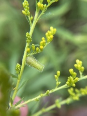 Rhopalomyia anthophila