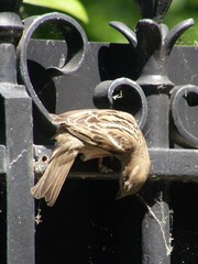 Passer domesticus