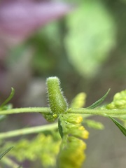 Rhopalomyia anthophila