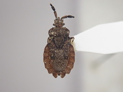 Aradus robustus