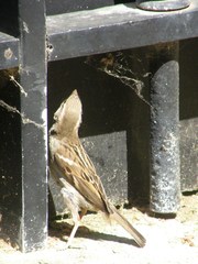 Passer domesticus