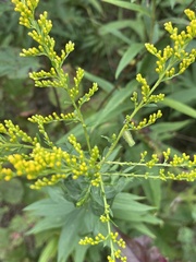 Rhopalomyia anthophila