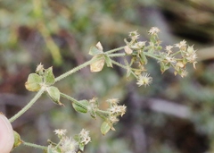 Galium multiflorum