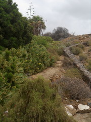 Opuntia stricta