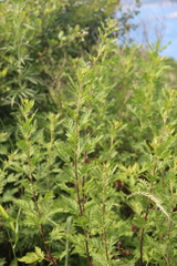 Artemisia freyniana