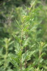 Artemisia freyniana