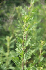 Artemisia freyniana
