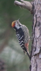 Dendrocoptes auriceps