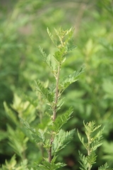 Artemisia freyniana
