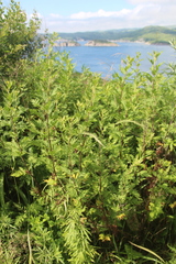 Artemisia freyniana