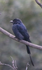 Dicrurus leucophaeus