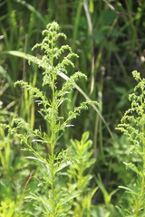 Artemisia manshurica