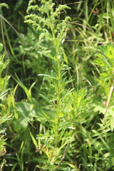 Artemisia manshurica
