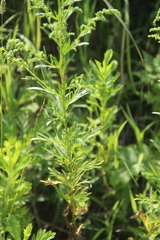 Artemisia manshurica