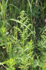 Artemisia manshurica
