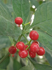 Psychotria punctata