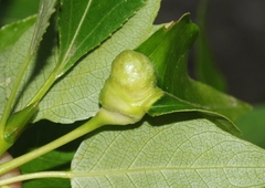 Pemphigus populiglobuli