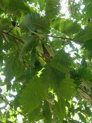 Quercus castaneifolia